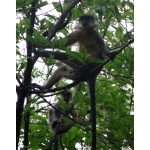 Capped Langurs. Photo by Rick Taylor. Copyright Borderland Tours. All rights reserved.