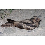 Large-tailed Nightjar. Photo by Rick Taylor. Copyright Borderland Tours. All rights reserved.