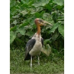 Greater Adjutant. Photo by Rick Taylor. Copyright Borderland Tours. All rights reserved.