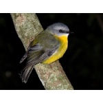 Eastern Yellow Robin. Photo by Rick Taylor. Copyright Borderland Tours. All rights reserved.