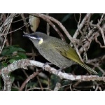 Lewin's Honeyeater. Photo by Rick Taylor. Copyright Borderland Tours. All rights reserved.