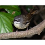 White-browed Scrubwren. Photo by Rick Taylor. Copyright Borderland Tours. All rights reserved.