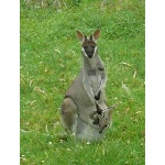 Pretty-faced Wallaby & its Joey. Photo by Rick Taylor. Copyright Borderland Tours. All rights reserved.