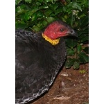 Australian Brush-Turkey. Photo by Rick Taylor. Copyright Borderland Tours. All rights reserved.
