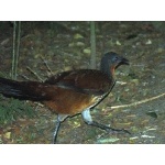 Albert's Lyrebird. Photo by Rick Taylor. Copyright Borderland Tours. All rights reserved.