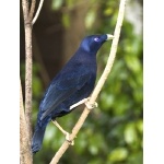 Satin Bowerbird. Photo by Dave Semler. All rights reserved.