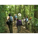 Rainforest birding in Lamington National Park. Photo by Rick Taylor. Copyright Borderland Tours. All rights reserved.