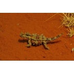 Thorny Devil at Desert Park, Alice Springs. Photo by Rick Taylor. Copyright Borderland Tours. All rights reserved.