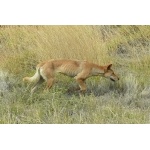 Dingo. Photo by Rick Taylor. Copyright Borderland Tours. All rights reserved. 