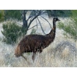 Emu. Photo by Larry Sassaman. All rights reserved. 