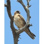 Brown Falcon. Photo by Rick Taylor. Copyright Borderland Tours. All rights reserved. 