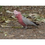 Galah. Photo by Larry Sassaman. All rights reserved.