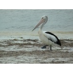 Australian Pelican. Photo by Rick Taylor. Copyright Borderland Tours. All rights reserved.