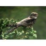 Lesser Nighthawk near Los Mochis. Photo by Rick Taylor. Copyright Borderland Tours. All rights reserved.