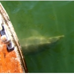 Pacific Bottle-nosed Dolphin, Topolobampo Bay. Photo by Rick Taylor. Copyright Borderland Tours. All rights reserved.