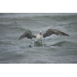 Blue-footed Booby coming out of a plunge-dive. Photo by Barry Ulman. All rights reserved.