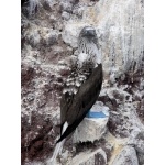 Blue-footed Booby at Topolobampo Bay. Photo by Rick Taylor. Copyright Borderland Tours. All rights reserved.