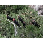 Magnificent Frigatebirds on Isla Patos. Photo by Rick Taylor. Copyright Borderland Tours. All rights reserved.