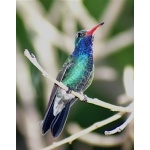 Broad-billed Hummingbird at our hotel in El Fuerte. Photo by Barry Ulman. All rights reserved.