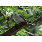 Black-capped Gnatcatcher. Photo by Rick Taylor. Copyright Borderland Tours. All rights reserved.