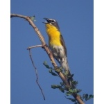 Yellow-breasted Chat. Photo by Barry Ulman. All rights reserved.