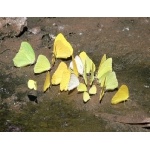 Cloudless Sulphurs, Great Southern Whites, and Little Yellows. Photo by Rick Taylor. Copyright Borderland Tours. All rights reserved.