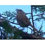 Rusty Sparrow at Divisadero. Photo by Rick Taylor. Copyright Borderland Tours. All rights reserved.