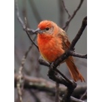 Hepatic Tanager. Photo by Barry Ulman. All rights reserved.