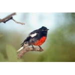 Painted Redstart at Divisadero. Photo by Barry Ulman. All rights reserved.