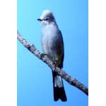 Gray Silky-Flycatcher. Photo by Rick Taylor. Copyright Borderland Tours. All rights reserved.