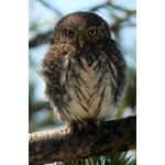 Northern Pygmy-Owl. Photo by Rick Taylor. Copyright Borderland Tours. All rights reserved.