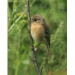 Buff-breasted Flycatcher. Photo by Barry Ulman. All rights reserved.