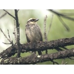 Striped Sparrow. Photo by Barry Ulman. All rights reserved.