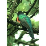 Eared Quetzal, Barranca del Cobre. Photo by Rick Taylor. Copyright Borderland Tours. All rights reserved.