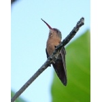 Cinnamon Hummingbird. Photo by Joyce Meyer and Mike West. All rights reserved. 