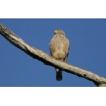 Roadside Hawk. Photo by Joyce Meyer and Mike West.  All rights reserved. 