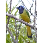 Green Jay. Photo by Joyce Meyer and Mike West.  All rights reserved. 