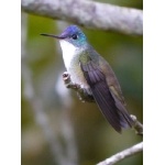 Azure-crowned Hummingbird. Photo by Joyce Meyer and Mike West.  All rights reserved. 