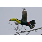 Keel-billed Toucan. Photo by Joyce Meyer and Mike West.  All rights reserved. 
