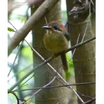 Tody Motmot. Photo by Joyce Meyer and Mike West.  All rights reserved. 