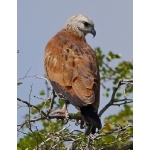 Black-collared Hawk, Crooked Tree Lagoon. Photo by Joyce Meyer and Mike West. All rights reserved.