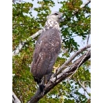 Great Black-Hawk, juvenile. Photo by Joyce Meyer and Mike West. All rights reserved. 
