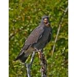 Snail Kite, adult male. Photo by Joyce Meyer and Mike West. All rights reserved. 