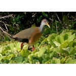 Gray-necked Wood-Rail. Photo by Joyce Meyer and Mike West. All rights reserved. 