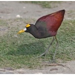 Northern Jacana. Photo by Joyce Meyer and Mike West. All rights reserved. 