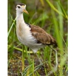 Juvenile Northern Jacana. Photo by Irene Rubin. All rights reserved.