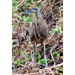 Bare-throated Tiger-Heron. Photo by Irene Rubin. All rights reserved.