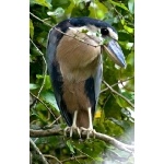 Boat-billed Heron. Photo by Irene Rubin. All rights reserved.