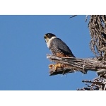 Bat Falcon. Photo by Joyce Meyer and Mike West.  All rights reserved. 