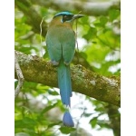 Blue-crowned Motmot. Photo by Joyce Meyer and Mike West.  All rights reserved. 